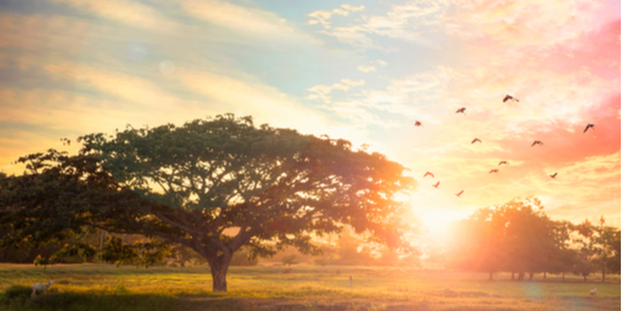 sunset time on the mountain with big tree and birds