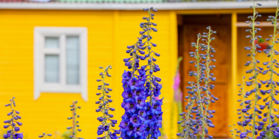 Yellow house with purple wildflowers in front of it