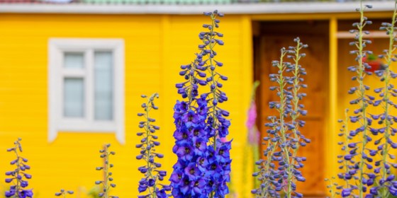 Yellow house with purple flowers in front of it