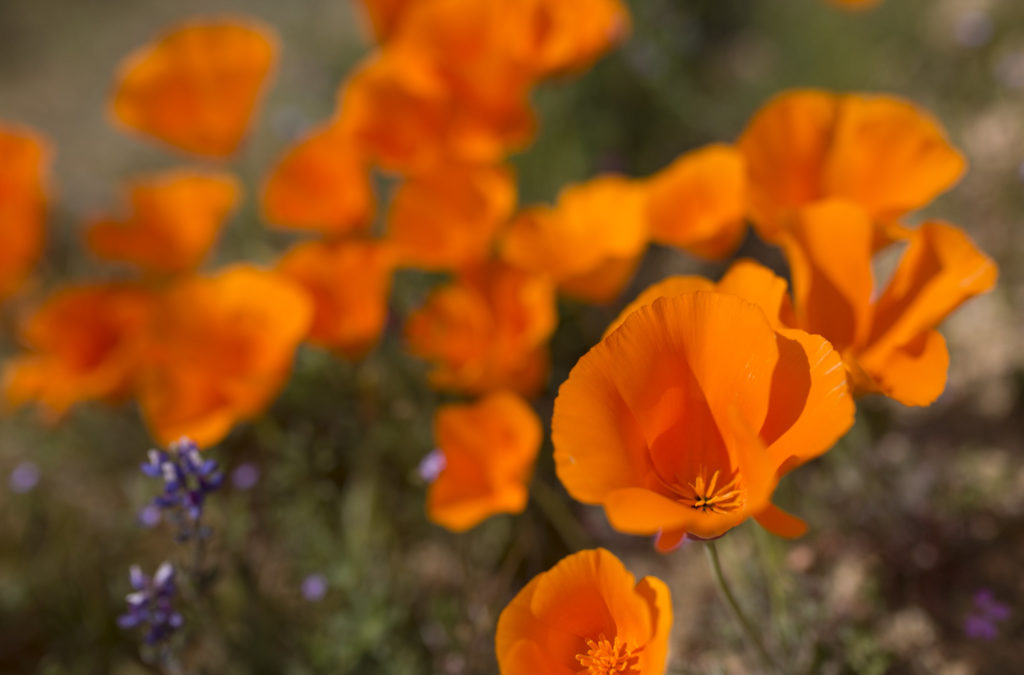 Orange Flowers