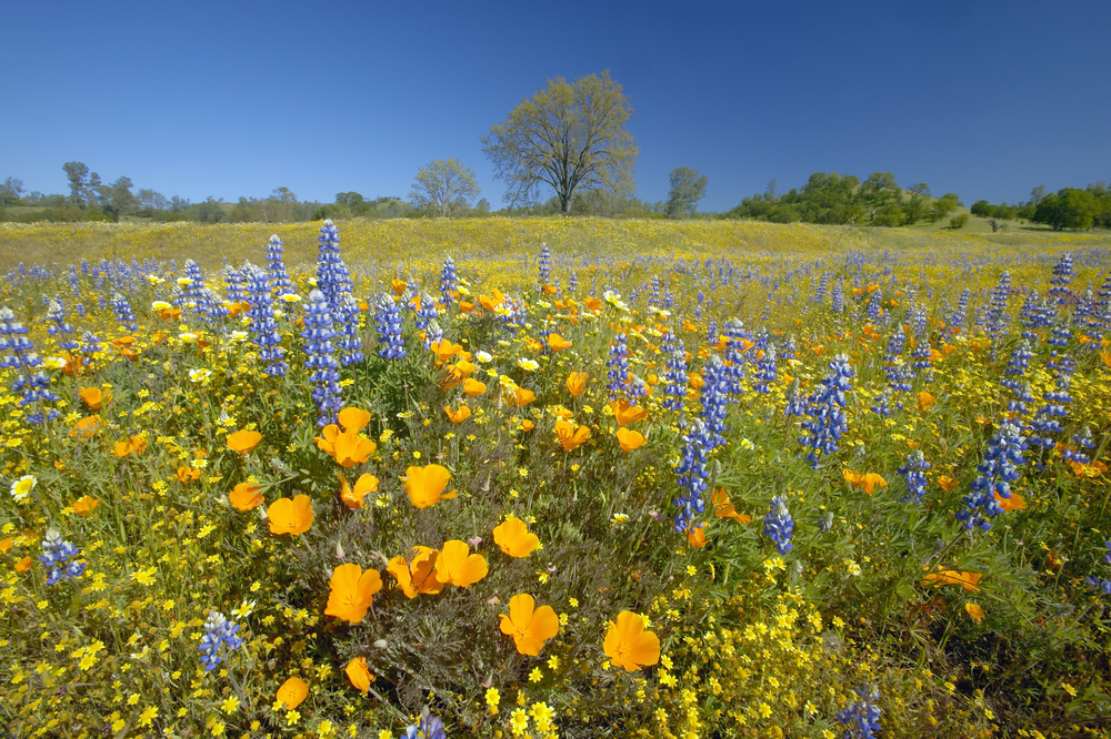 Spring Flowers Lake Hughes