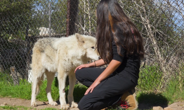 Wolf-Based Therapy to Promote Confidence and Wellbeing for Youth Clients